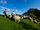 Ovce na Strelovcu